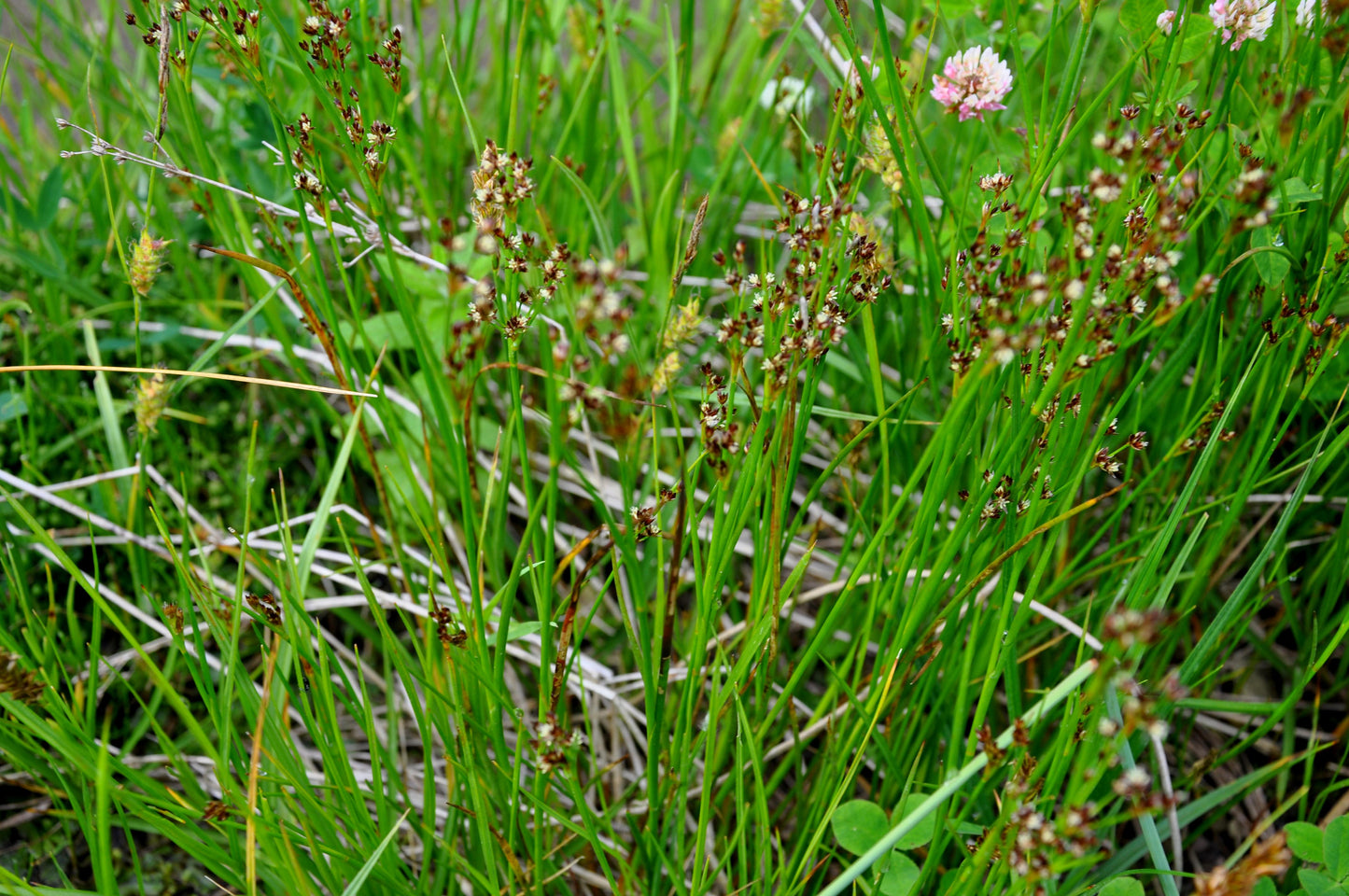 Common Lake Sedge Carex Lacustris 80 Seeds for Planting
