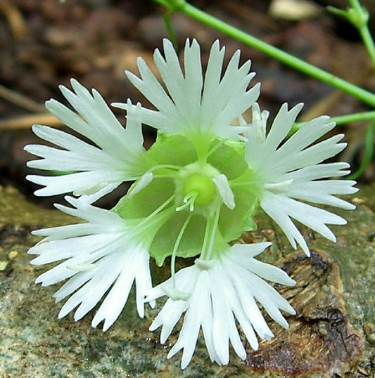 Starry Campion Silene stellata 100 Seeds for Planting Widow’s Frill Flower Seeds