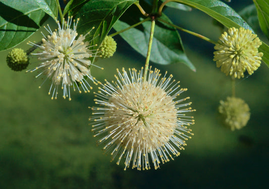 Buttonbush Cephalanthus occidentalis 150 Seeds for Planting
