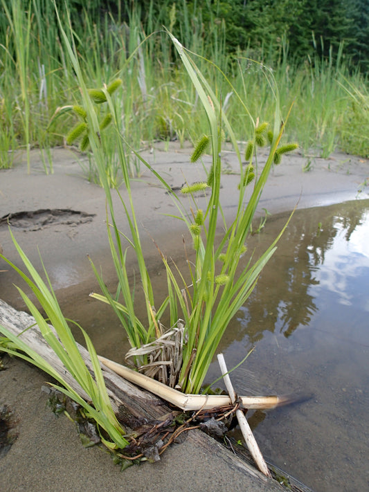 Bristly Sedge Carex Comosa 750 Seeds for Planting