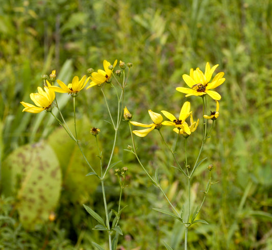 Tall Coreopsis Coreopsis tripteris 200 Seeds for Planting