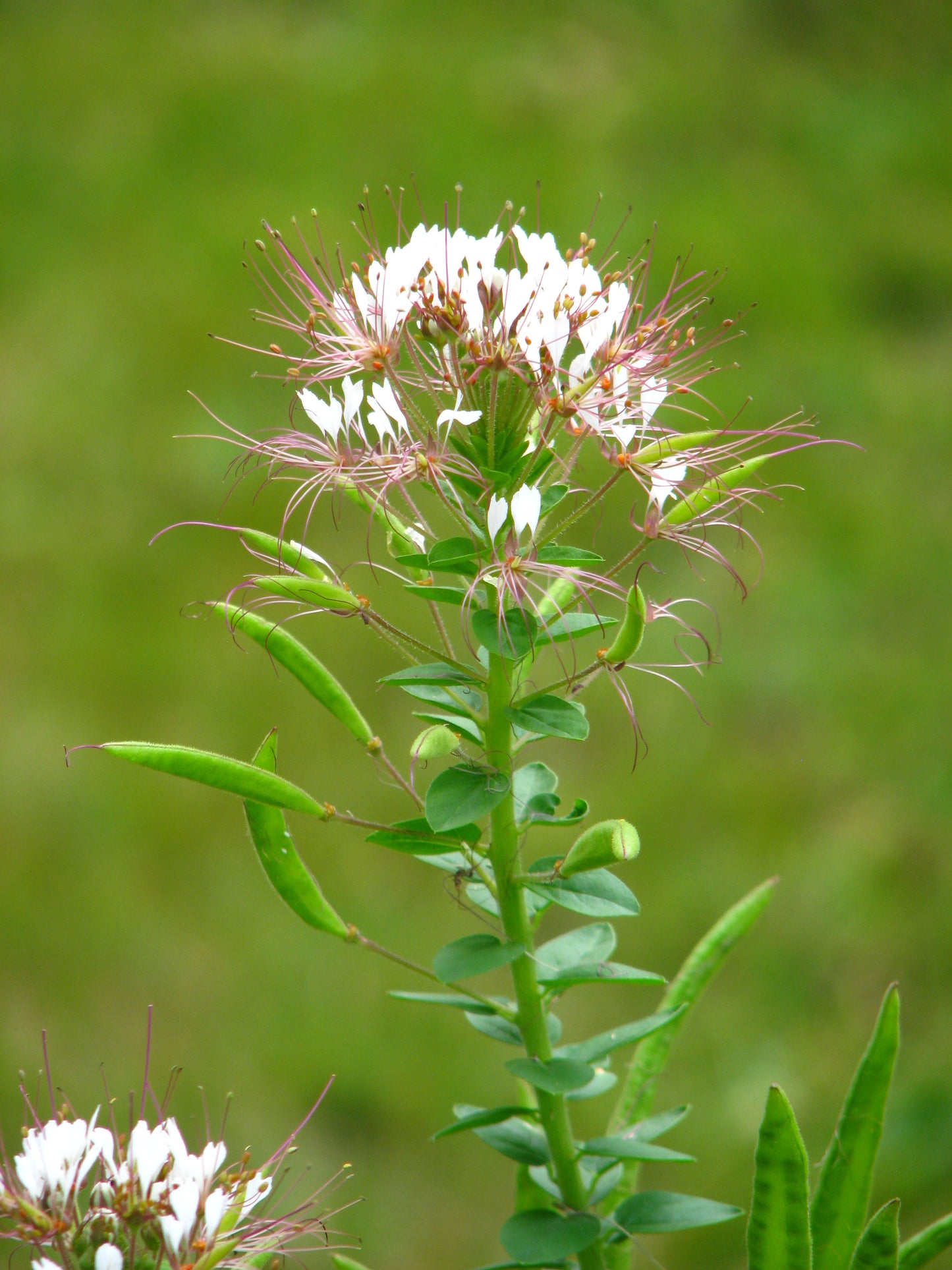Clammy Weed Polanisia Dodecandra 150 Seeds for Planting Red-Whisker Native Annual Flower Seeds