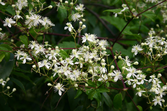 Virgin's Bower Clematis virginiana 200 Seeds for Planting White Flower Vine