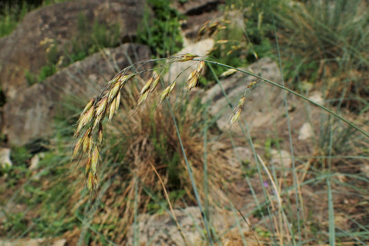 Nodding Fescue Festuca subverticillata 200 Seeds for Planting