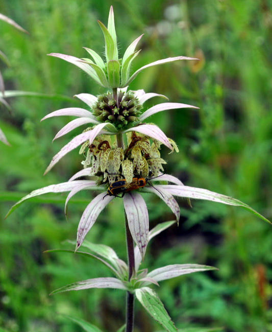 Spotted Bee Balm Monarda punctata 500 Seeds for Planting Native Wildflower Seeds