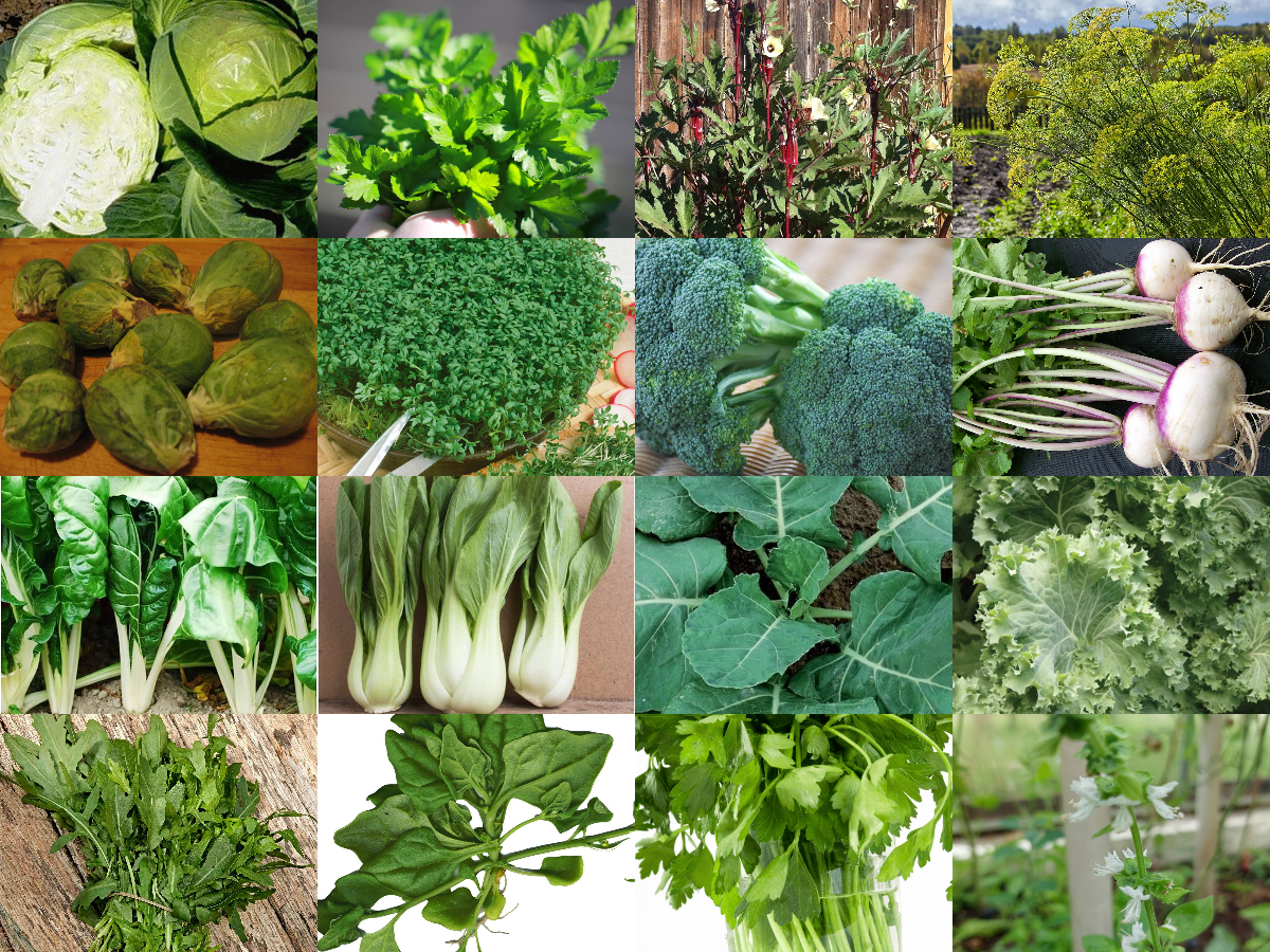 Packet of 16 Vegetable/Herb/Fruit Seeds for Planting