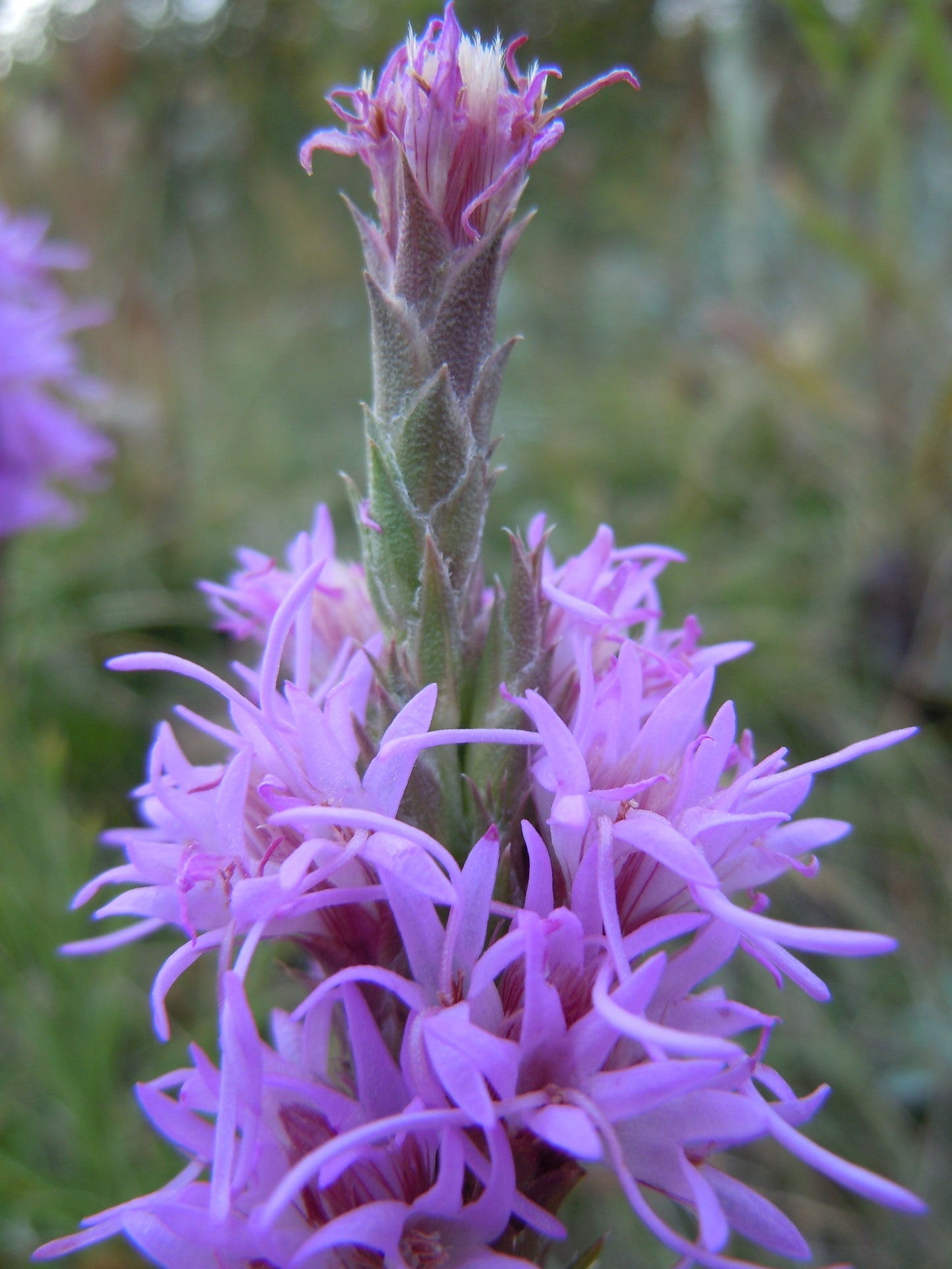 Dotted Blazing Star Liatris punctata 50 Seeds for Planting