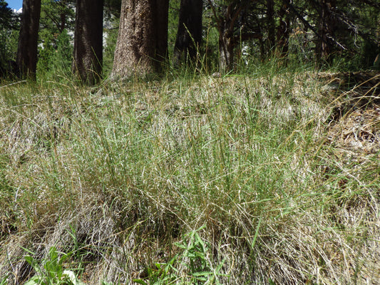 Upland Wild Timothy Muhlenbergia Racemosa 750 Seeds for Planting Marsh Muhly Grass