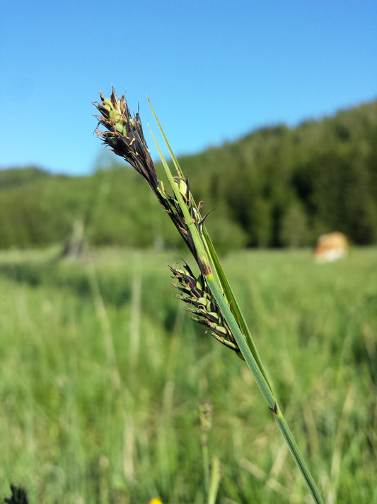 Buxbaum's Sedge Carex Buxbaumii 100 Seeds for Planting Brown Bog Sedge Seeds
