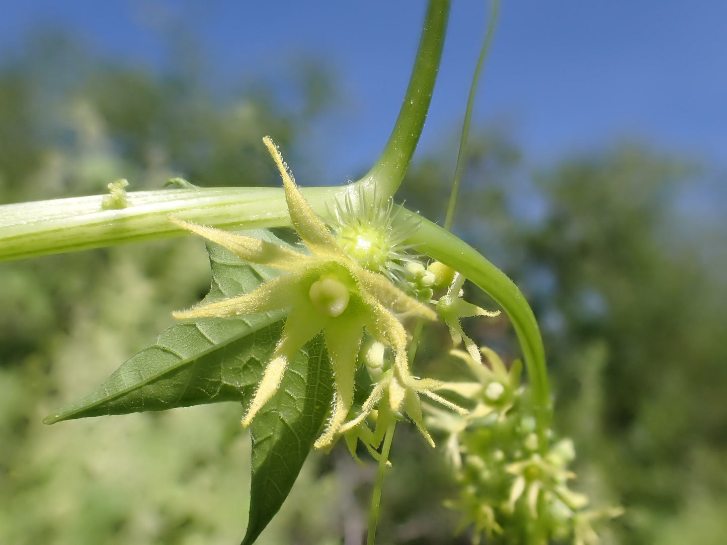 Wild Cucumber Echinocystis Lobata 5 Seeds for Planting Annual Vine