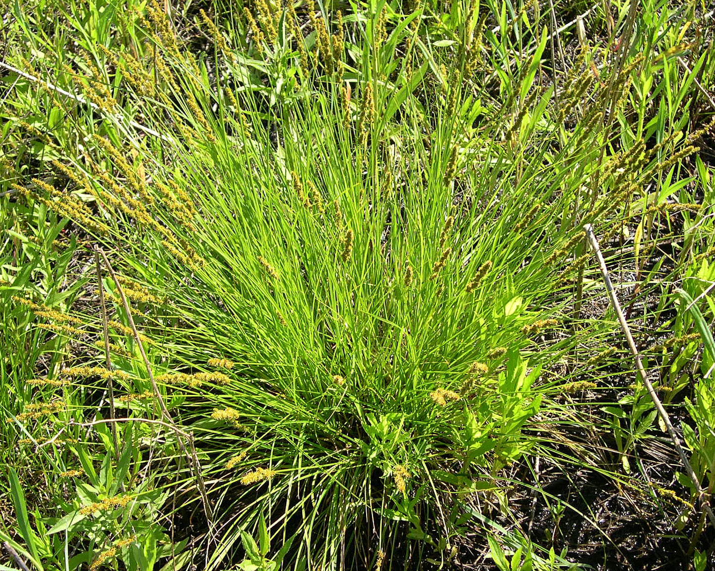 Awl-fruited Oval Sedge Carex Tribuloides 1000 Seeds for Planting Blunt Broom Sedge