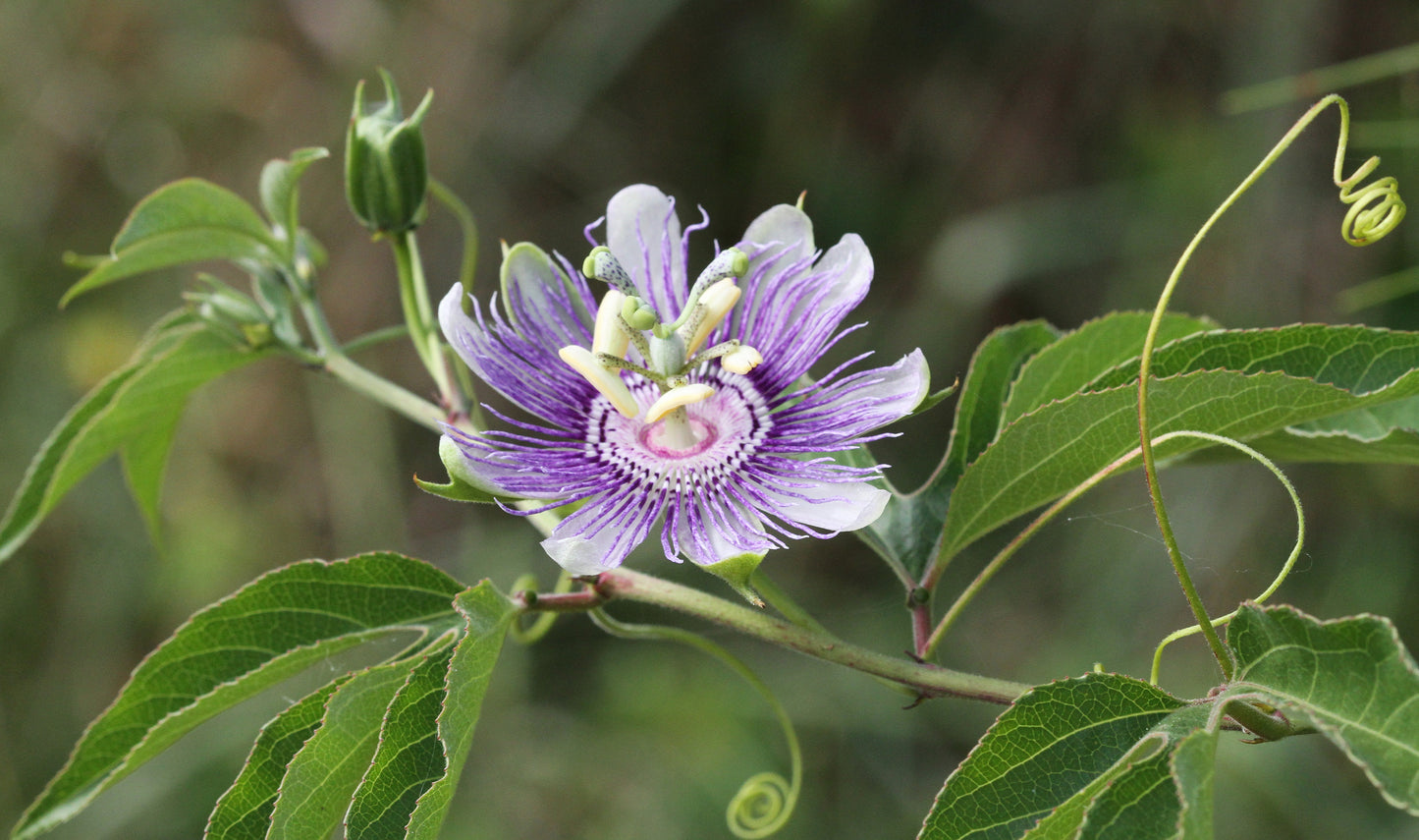 Purple Passion Flower Passiflora Incarnata 10 Seeds for Planting