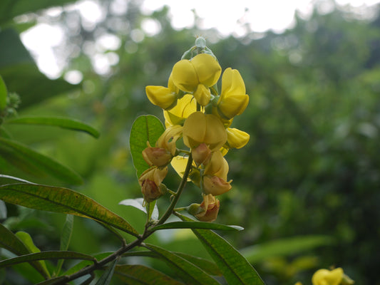 Rattlebox Crotalaria Sagittalis 200 Seeds for Planting Yellow Pea-like Flowers\