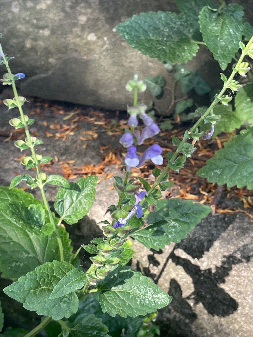 Heart-leaved Skullcap Scutellaria Ovata 75 Seeds for Planting Blue & White Flowers
