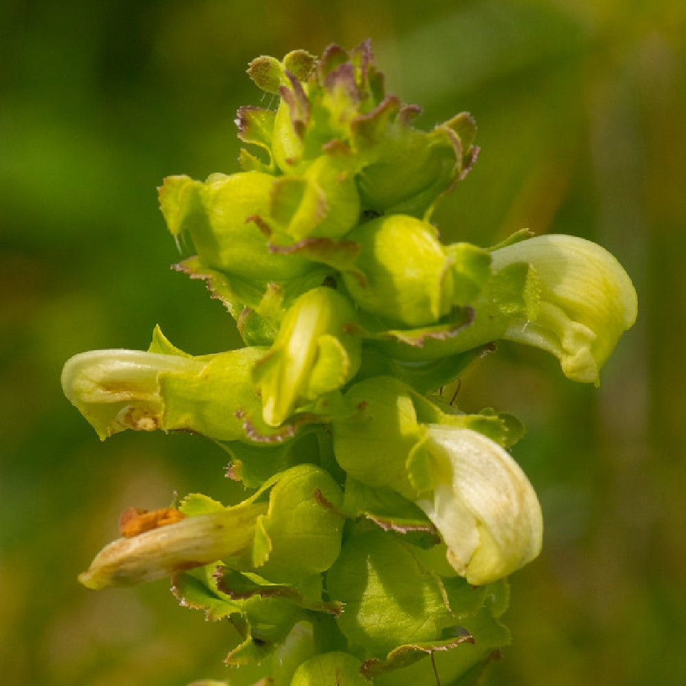 Marsh Betony Pedicularis Lanceolata 750 Seeds for Planting