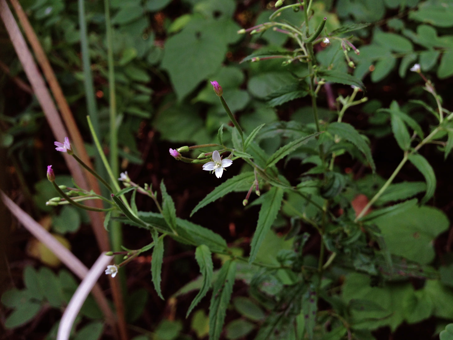 Cinnamon Willow Herb Epilobium Coloratum 1000 Seeds for Planting Purpleleaf Willow Herb