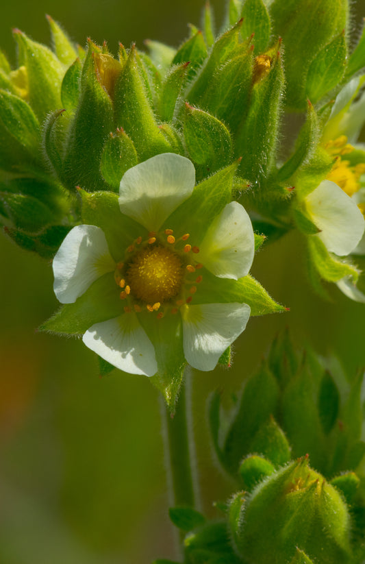 Prairie Cinquefoil Drymocallis arguta Seeds for Planting White Flowers