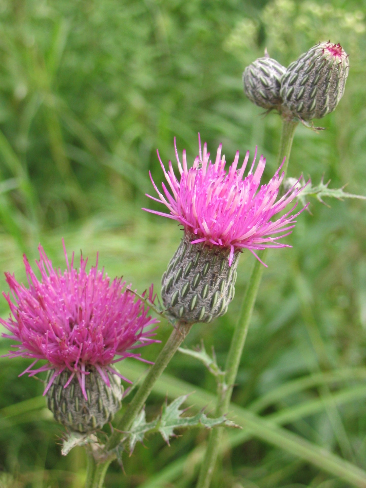 Swamp Thistle Cirsium muticum 50 Seeds for Planting Vibrant Purple to Pink Flowers