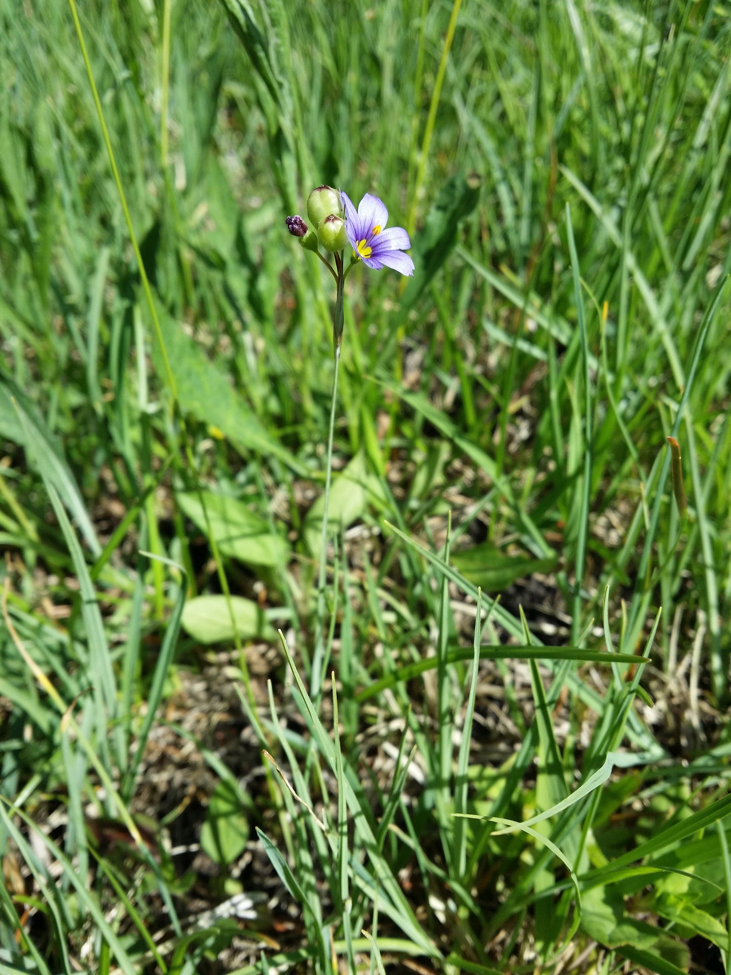 Prairie Blue-eyed Grasses Sisyrinchium Species 75 Seeds for Planting