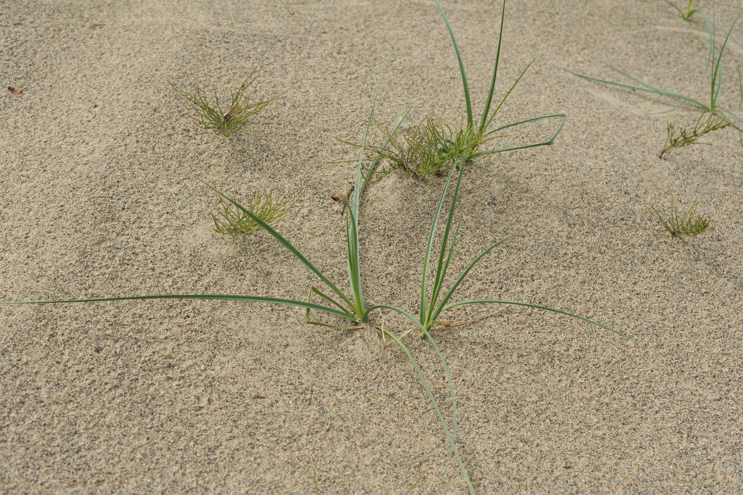 Rough Sand Sedge Cyperus articularis 200 Seeds for Planting