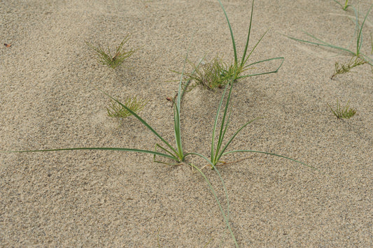 Rough Sand Sedge Cyperus articularis 200 Seeds for Planting