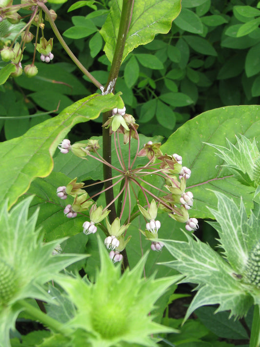 Poke Milkweed Asclepias exaltata 30 Seeds for Planting