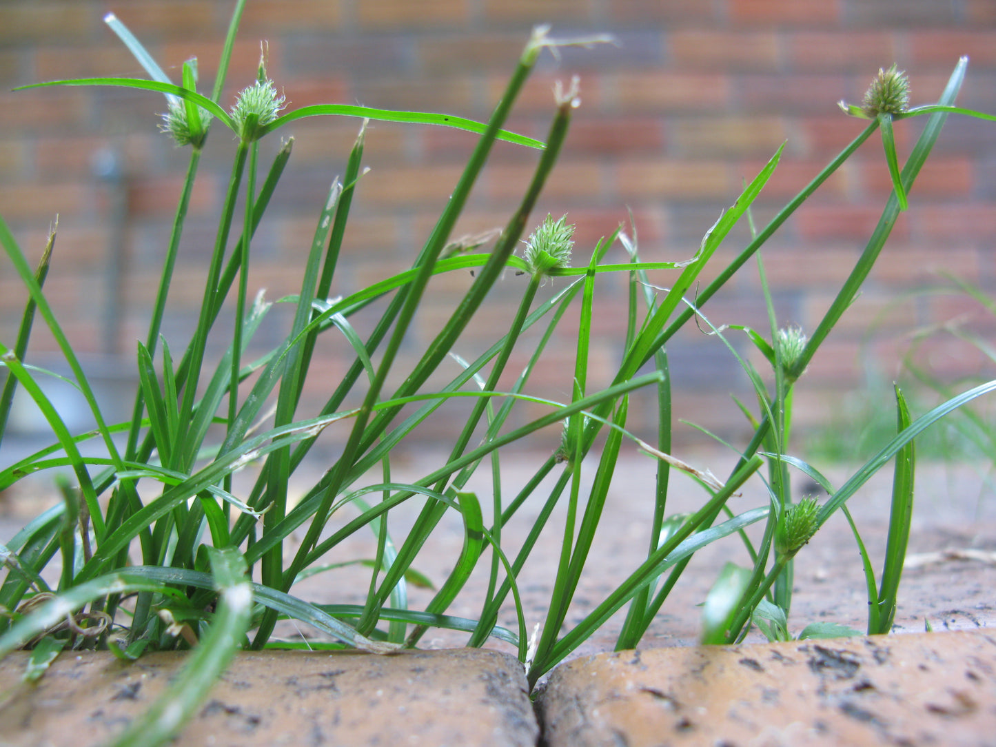 Slender Sedge Carex Leptalea 200 Seeds for Planting