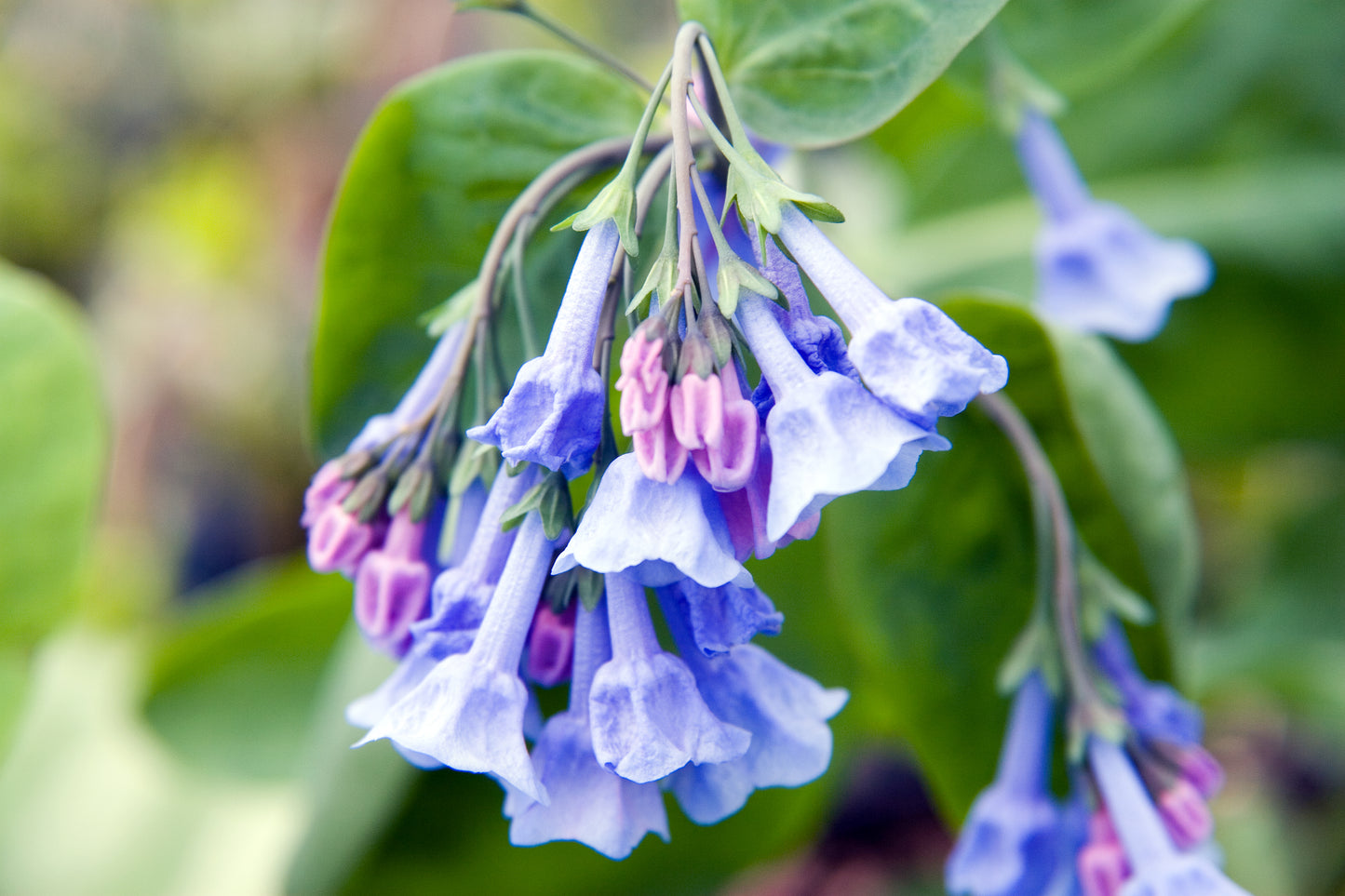 Virginia Bluebells Mertensia Virginica 75 Seeds for Planting