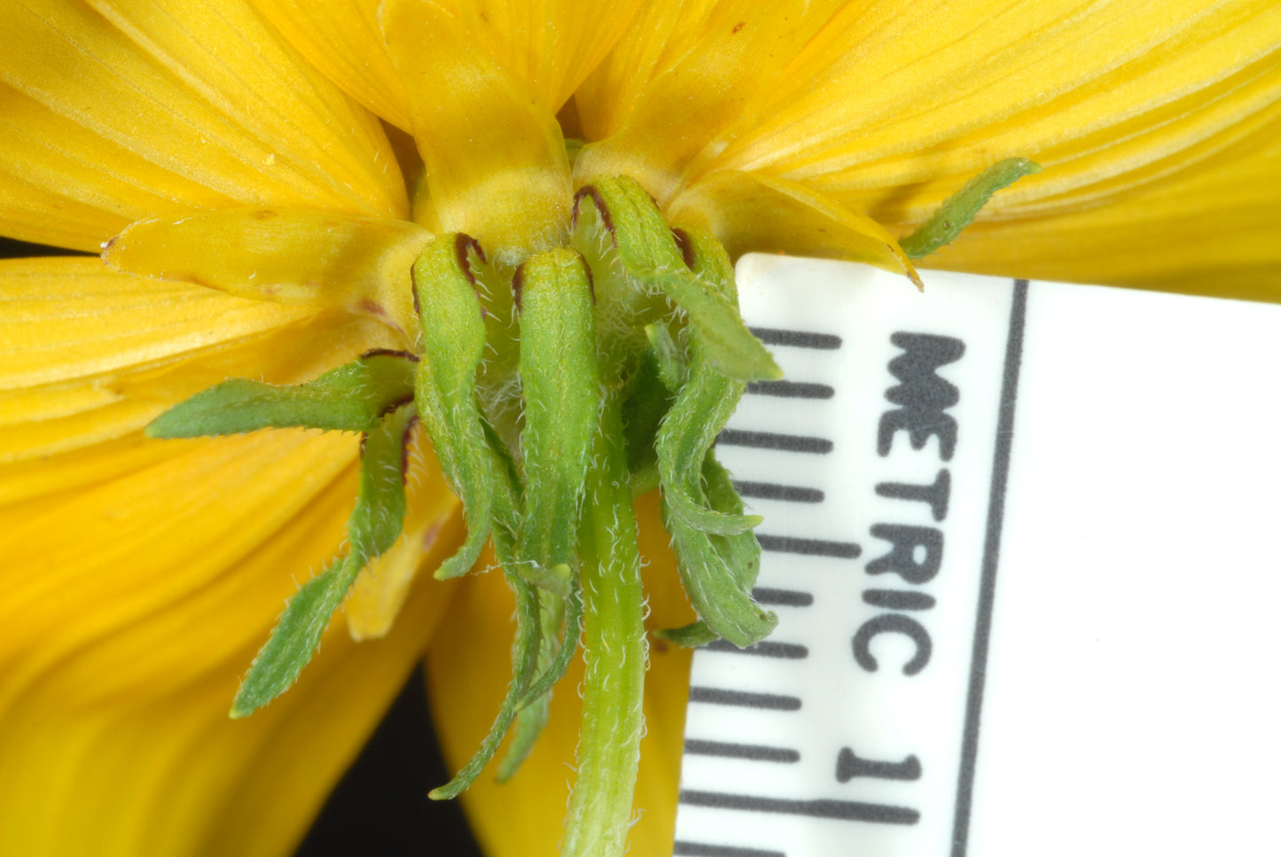 Bearded Beggarticks Bidens Polylepis 75 Seeds for Planting Annual Yellow Blossoms