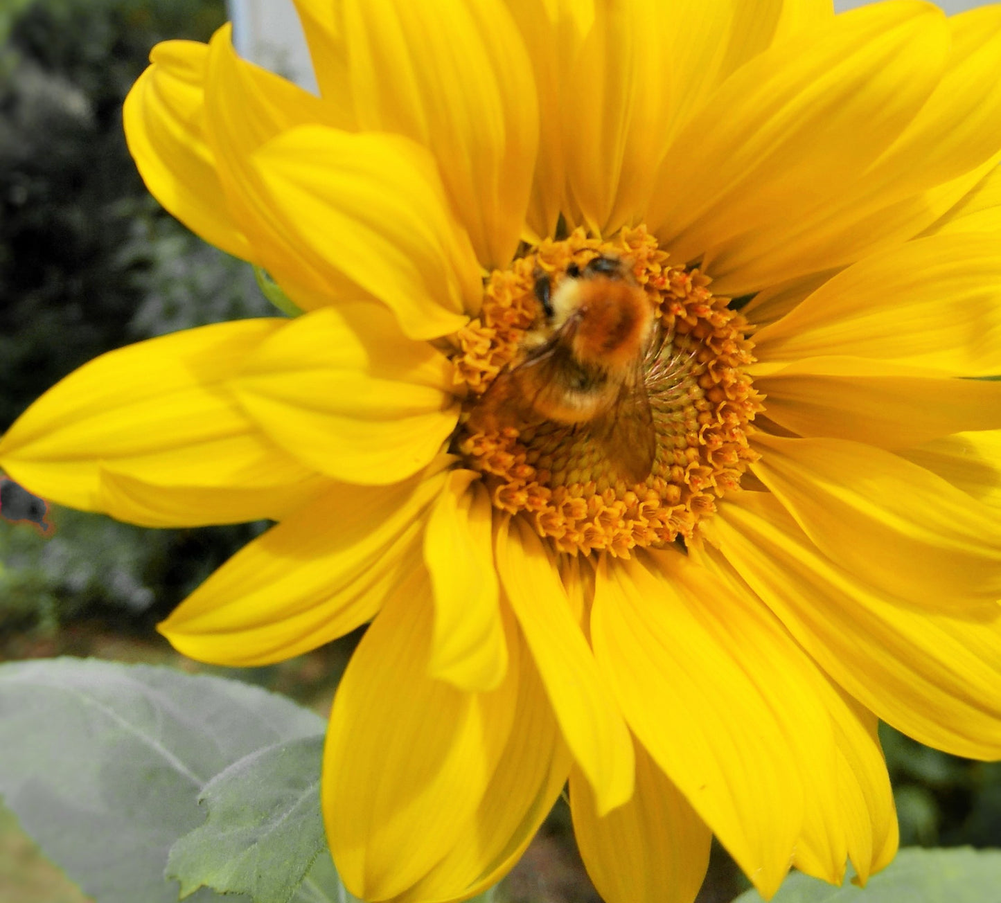 Western Sunflower  Helianthus occidentalis 100 Seeds for Planting Unique Botanical Specimen