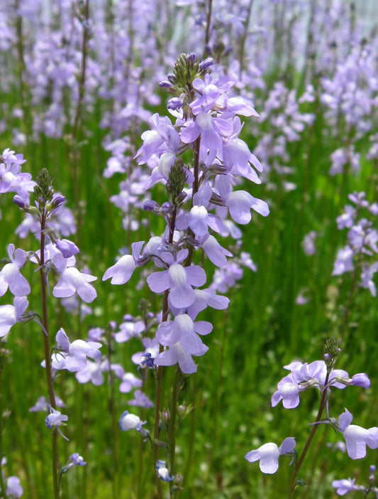 Blue Toadflax Linaria canadensis 750 Seeds for Planting