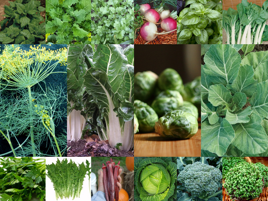 Packet of 16 Vegetable/Herb/Fruit Seeds for Planting