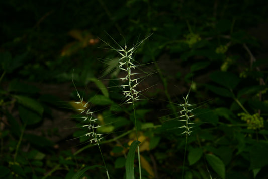 Bottlebrush Grass Elymus hystrix or Hystrix patula 150 Seeds for Planting