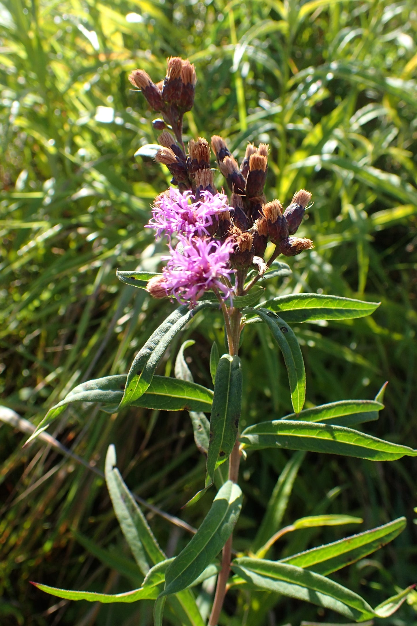Common Ironweed Vernonia Fasciculata 500 Seeds for Planting Purple Flower Seeds
