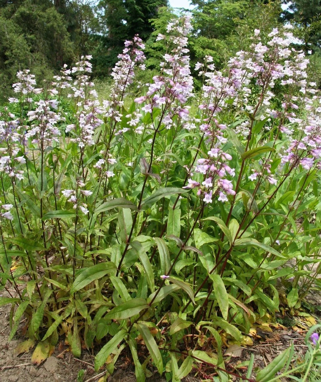 Petite Narrow-Leaved Vervain Verbena Simplex 200 Seeds for Planting Lavender Flowers