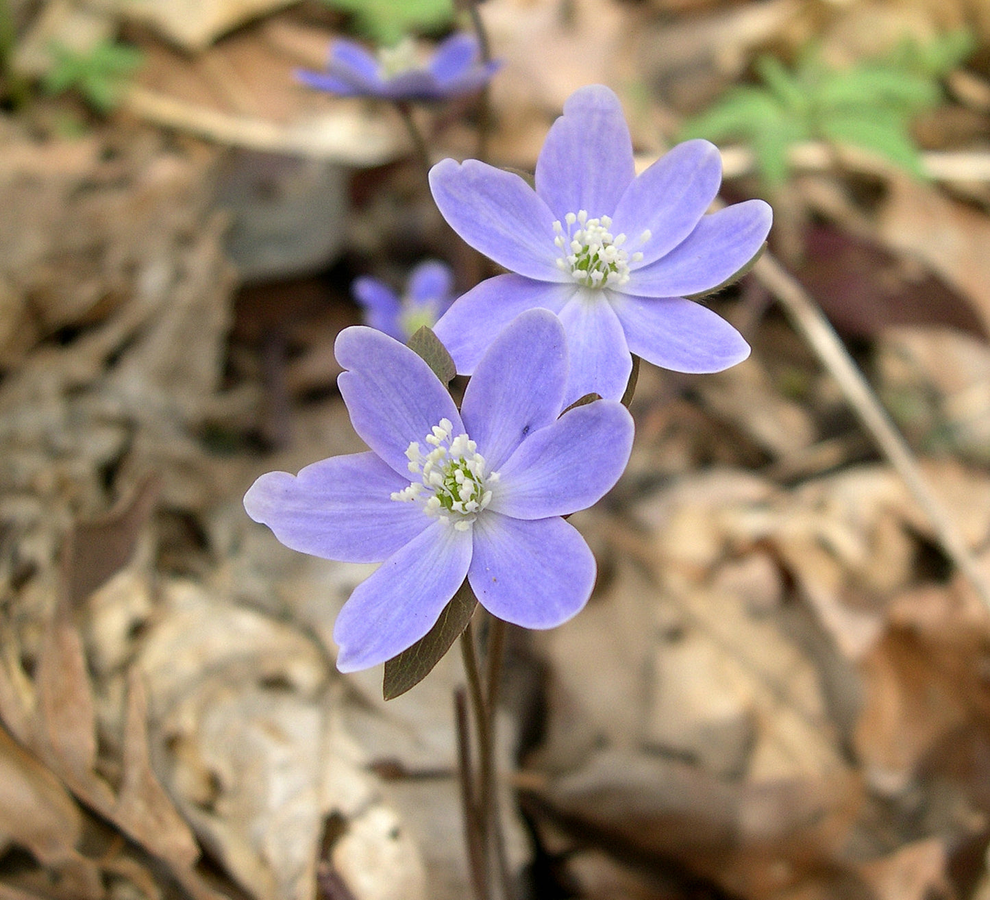 Sharp-lobed Hepatica Hepatica Acutiloba 20 Seeds for Planting