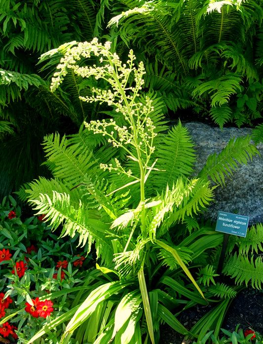 Bunch Flower Melanthium virginicum 85 Seeds for Planting