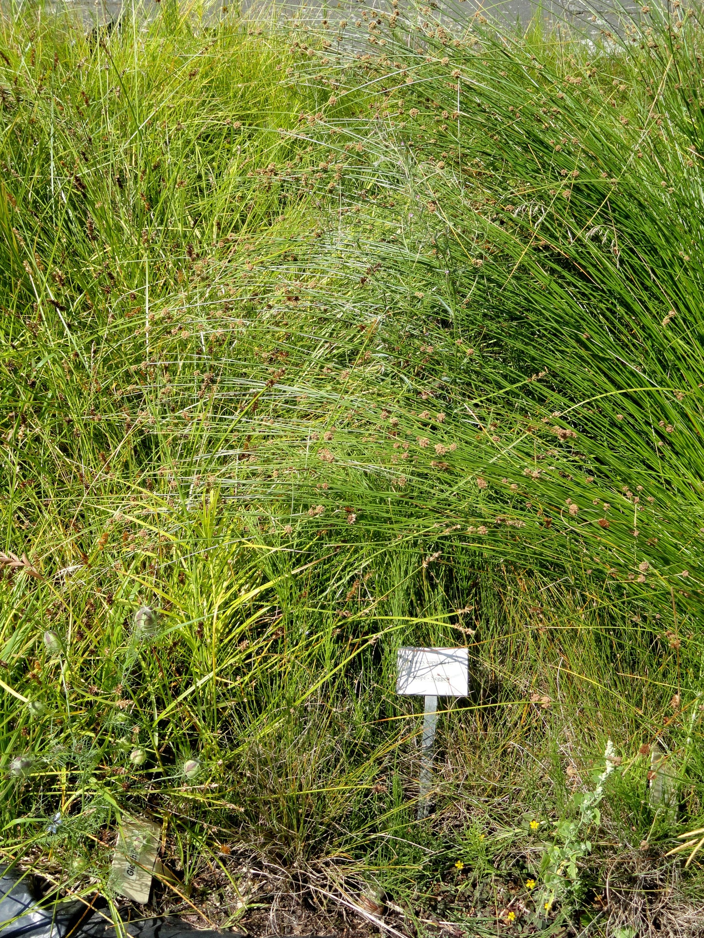 Short-headed Bracted Sedge Carex Cephalophora 600 Seeds For Planting