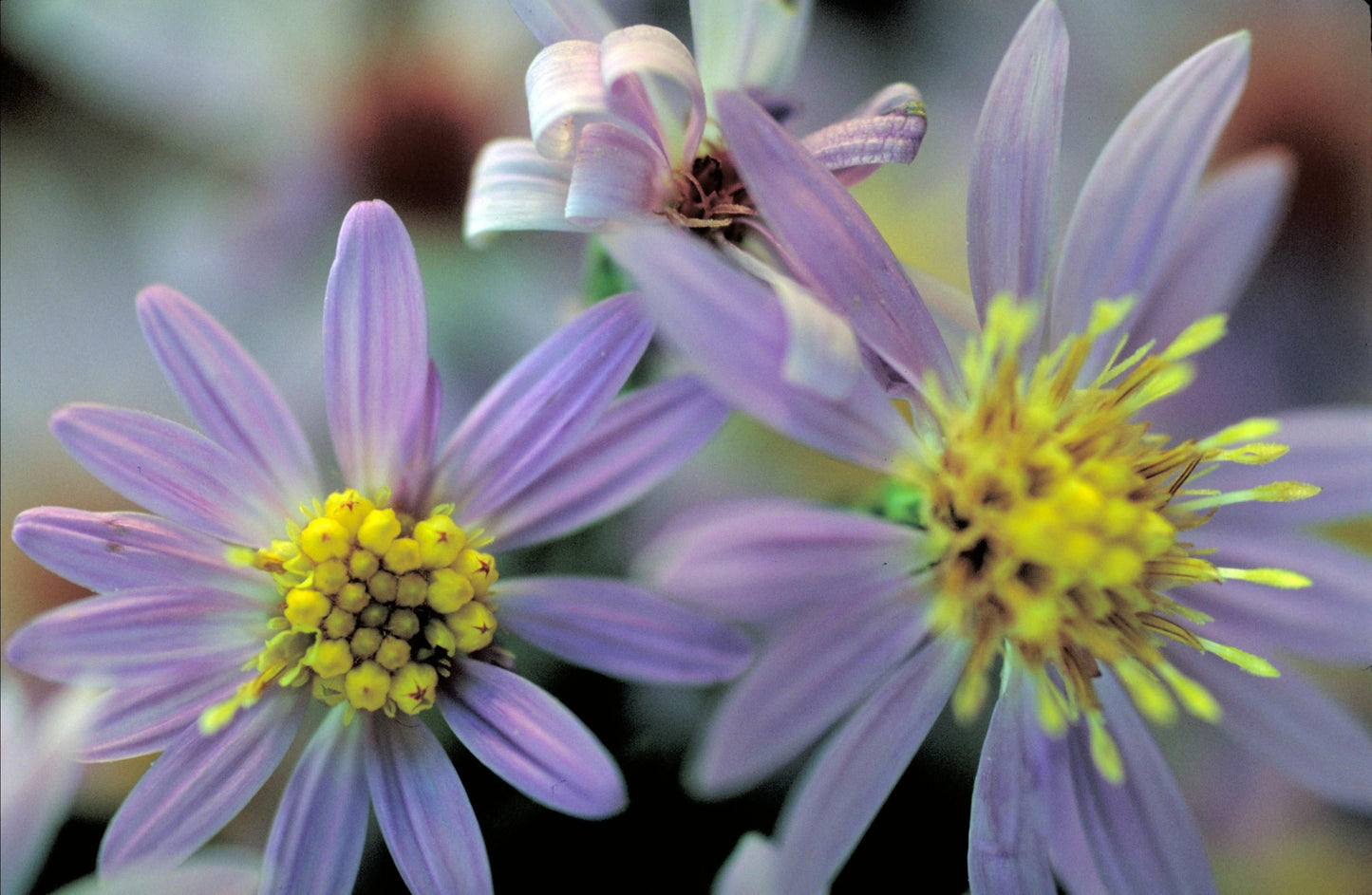 Short's Aster Symphyotrichum Shortii 200 Seeds for Planting Aster Shortii