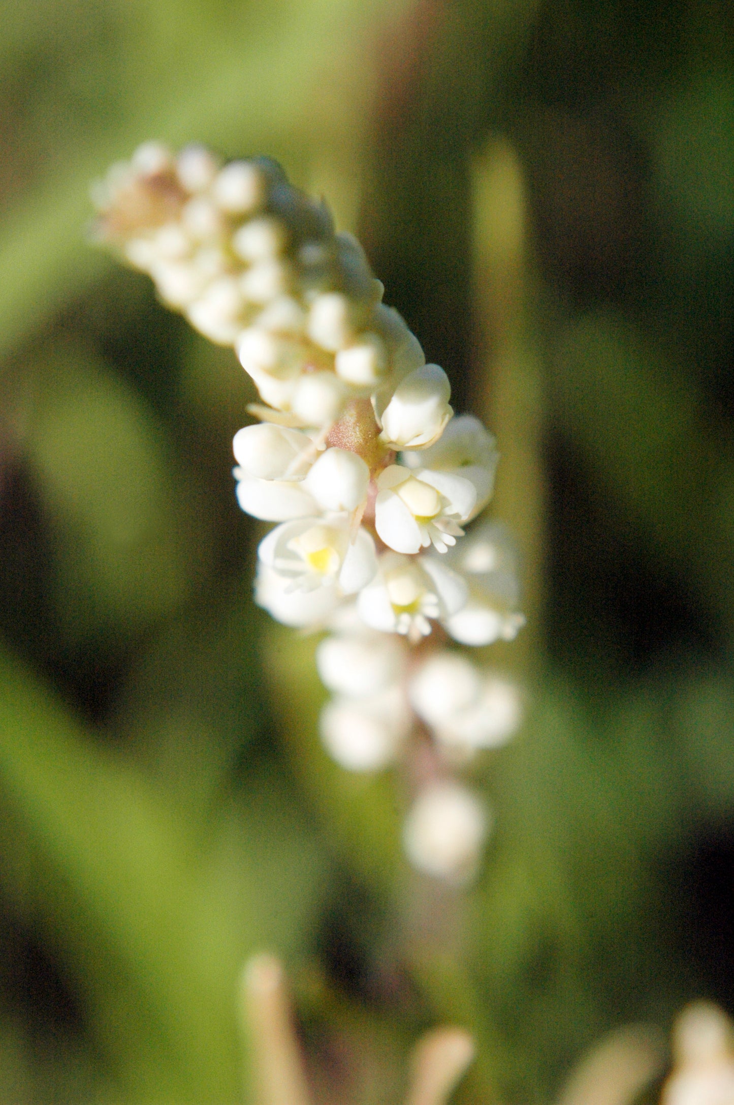 Seneca Snakeroot Polygala senega 30 Seeds for Planting White Blooms Perennial Wildflower