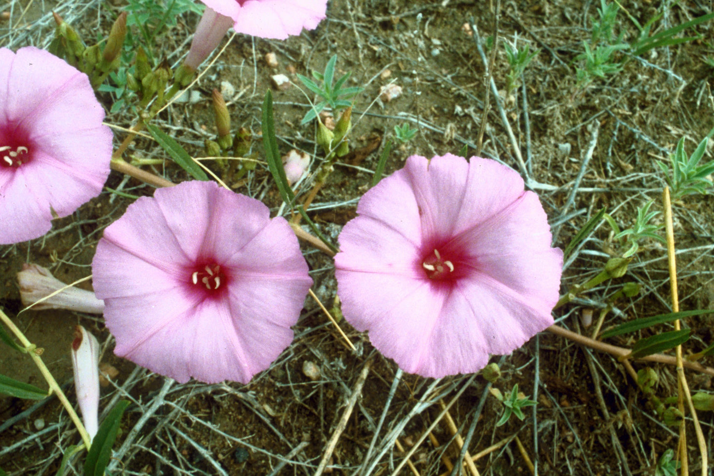 Bush Morning Glory Ipomoea leptophylla 10 Seeds for Planting Native Perennial