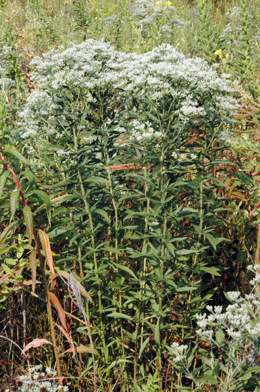 Tall Boneset Eupatorium Altissimum 300 Seeds for Planting Dry-Mesic Prairie Plant