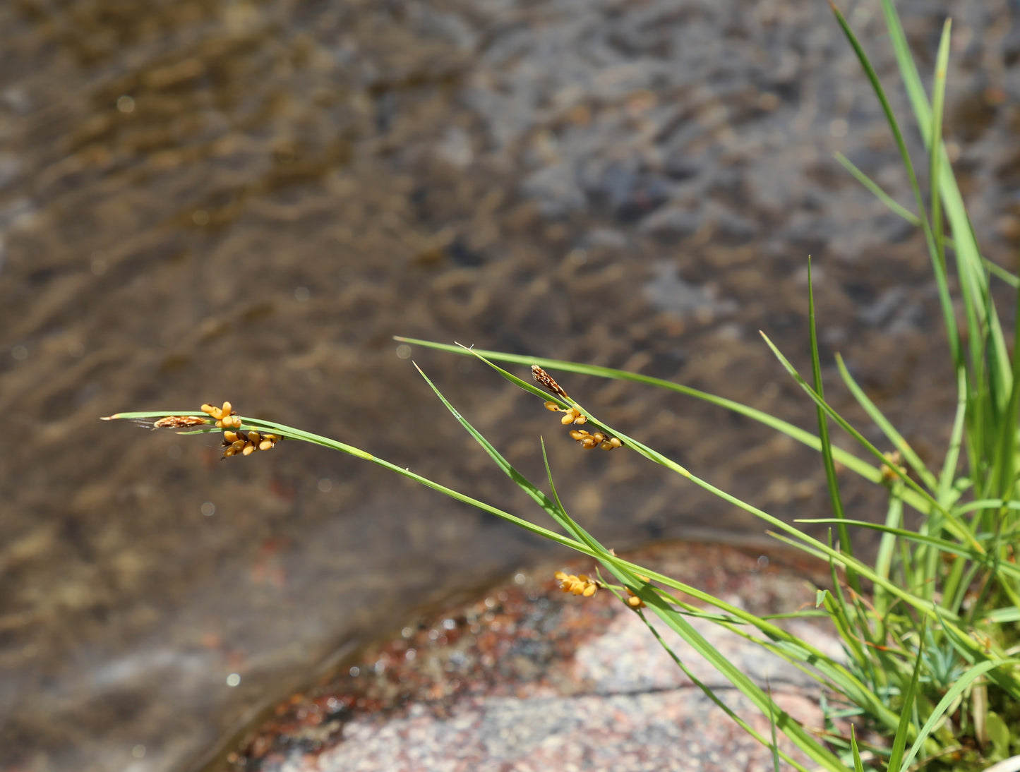 Fibrousroot Sedge Carex Communis 100 Seeds for Planting