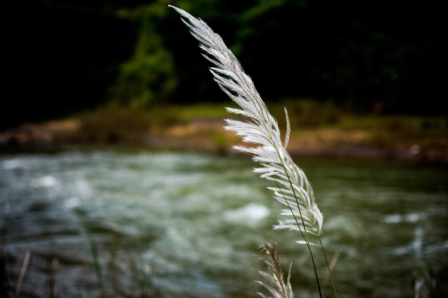 Riverbank Wild Rye Elymus riparius 200 Seeds for Planting