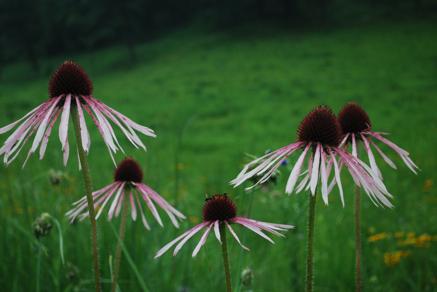 Pale Purple Coneflower Echinacea Pallida 200 Seeds for Planting Native Perennial Flower Seeds