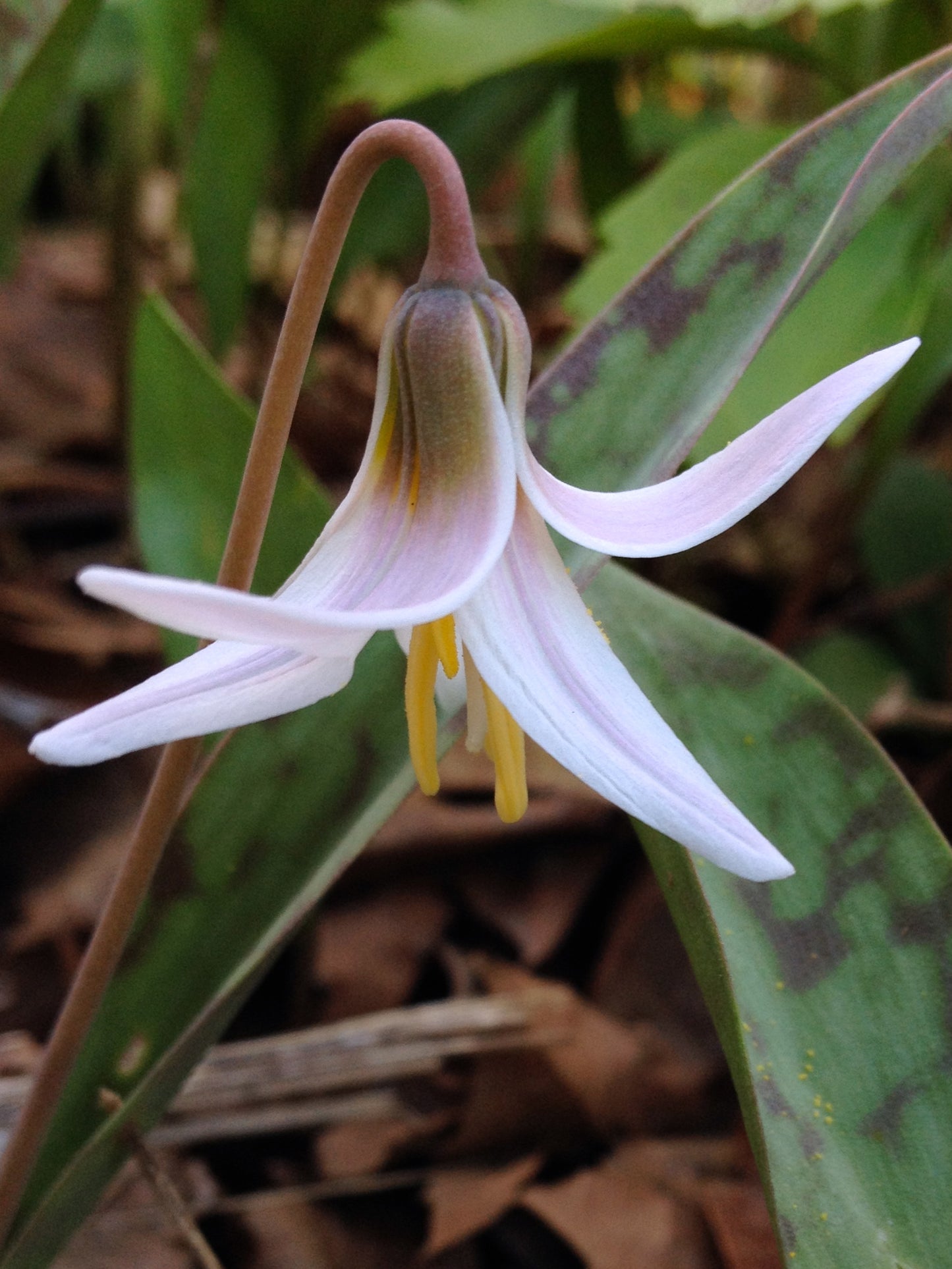 White Trout Lily Erythronium Albidum 10 Seeds for Planting