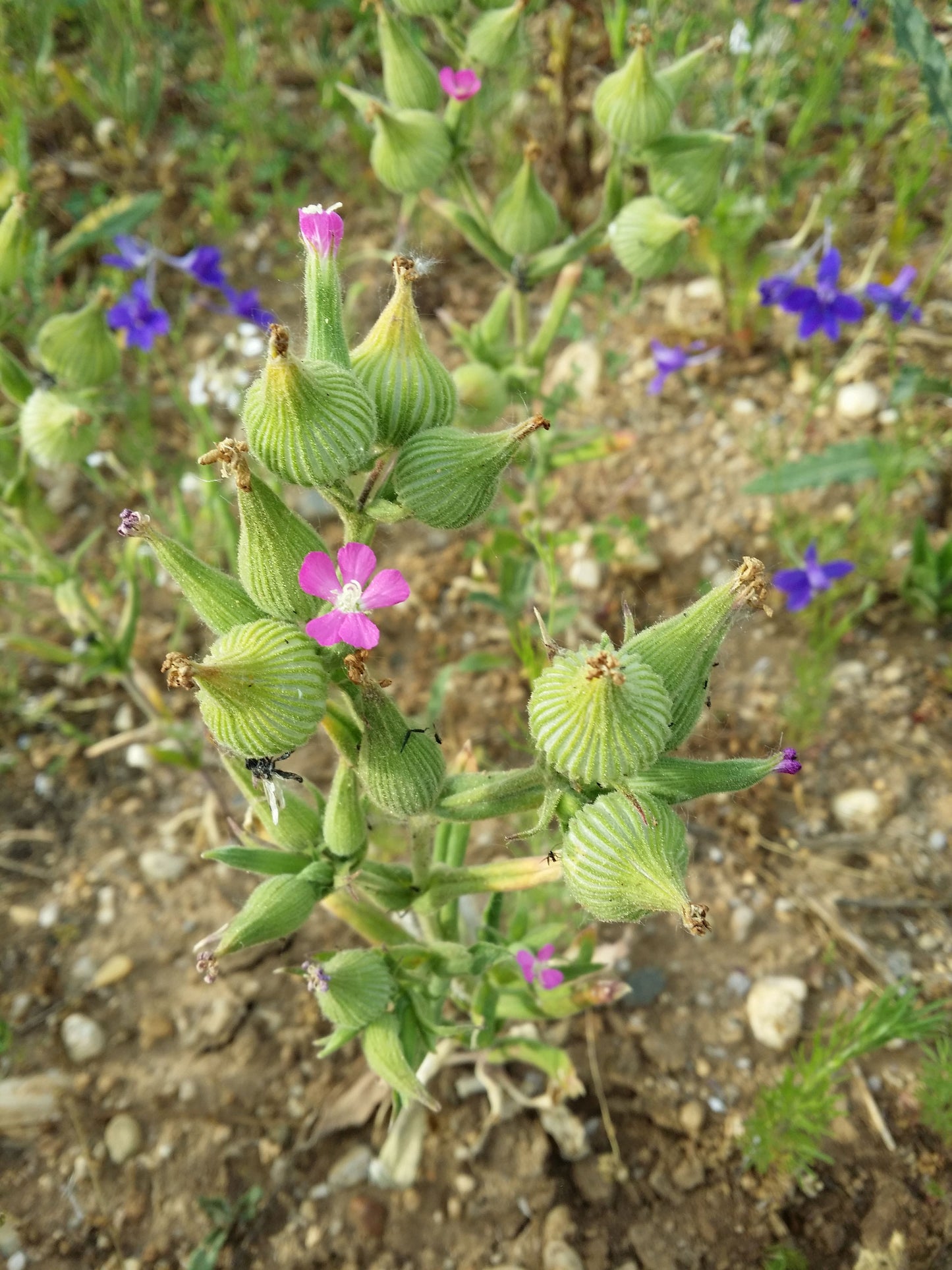 Wild Four O'Clock Mirabilis Nyctaginea 75 Seeds for Planting