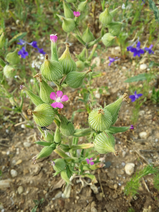 Wild Four O'Clock Mirabilis Nyctaginea 75 Seeds for Planting