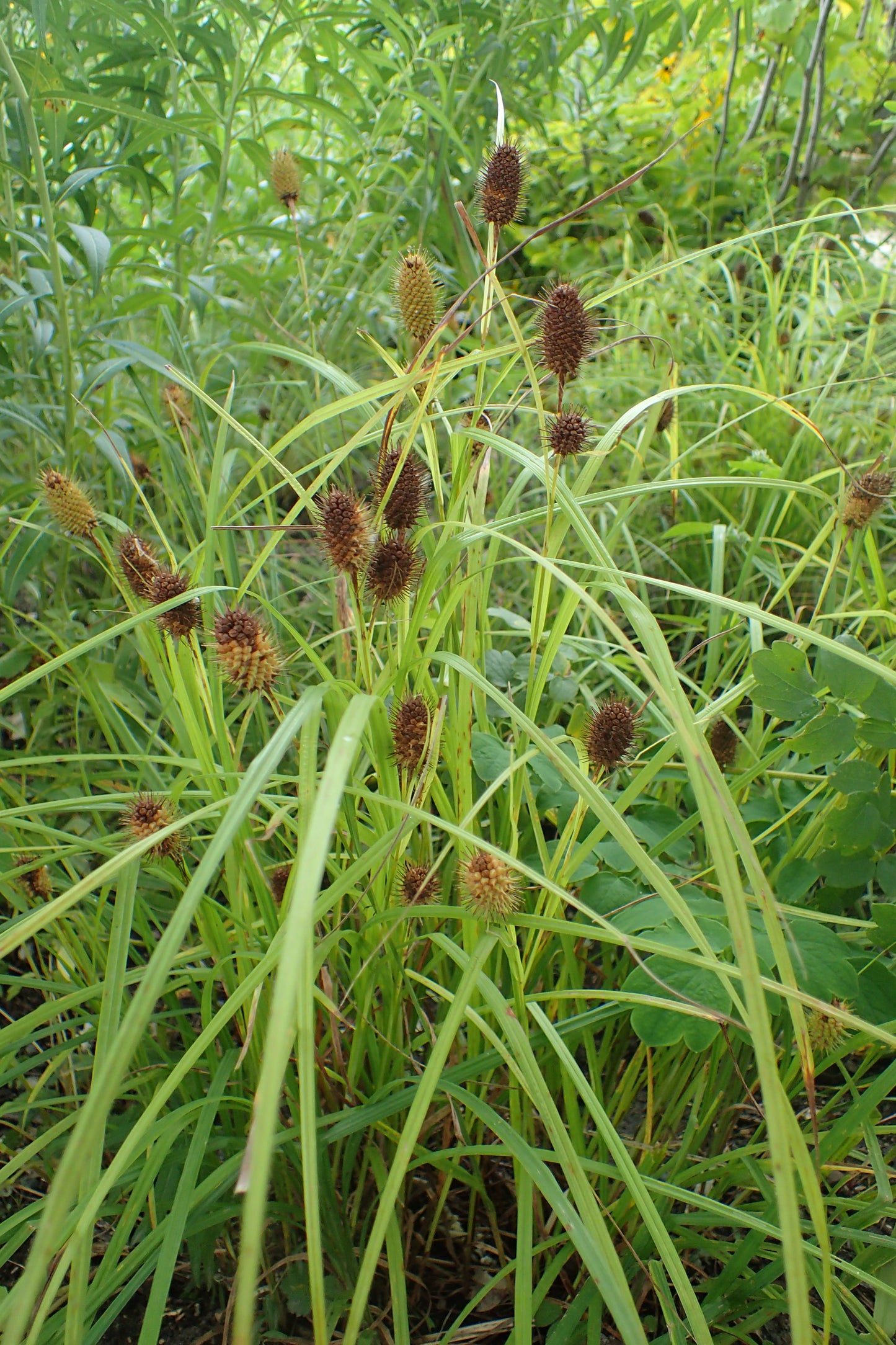 Narrow-leaved Cattail Sedge Carex squarrosa 500 Seeds for Planting Wetland Sedge