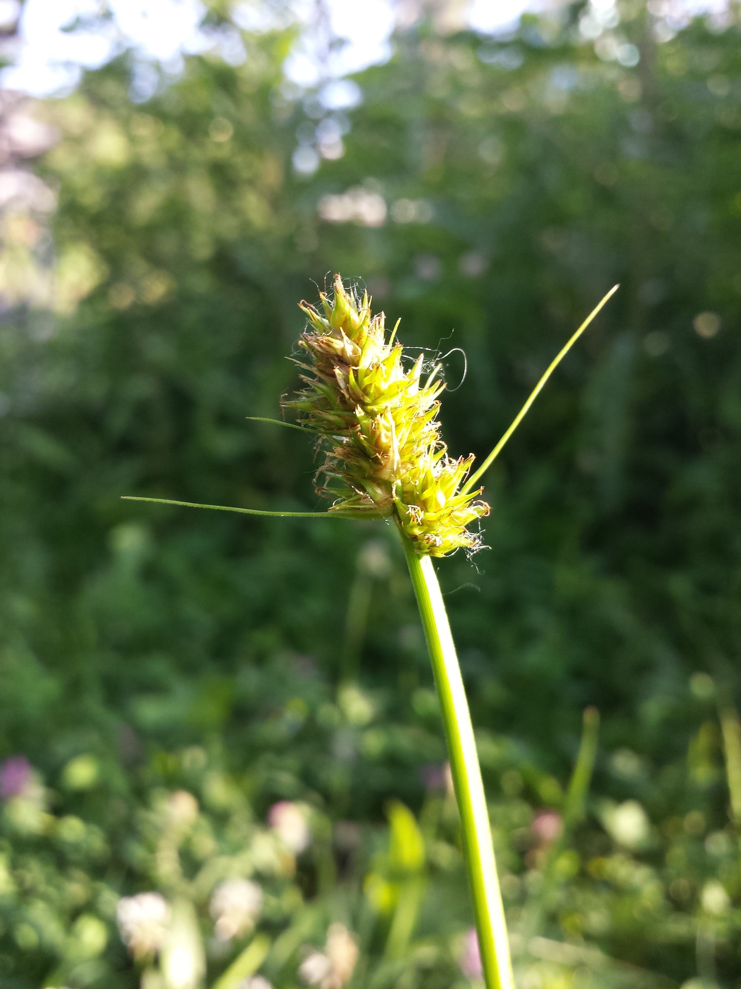 Sand Bracted Sedge Carex muehlenbergii 100 Seeds for Planting